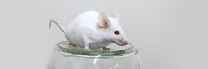 動物実験部門